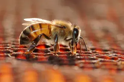 Abeja